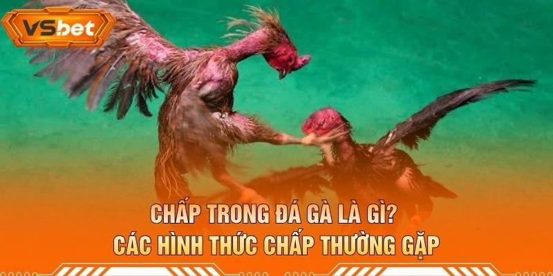 Chấp Trong Đá Gà Là Gì? Các Hình Thức Chấp Thường Gặp