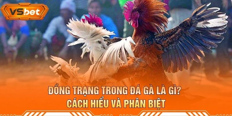 Đồng Trạng Trong Đá Gà Là Gì? Cách Hiểu Và Phân Biệt